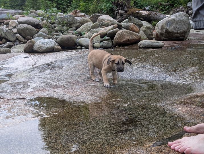 chinook dog